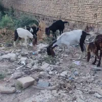خرمشهر