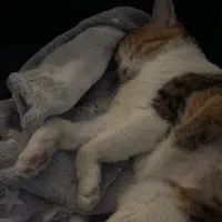 واگذاری گربه کالیکو