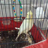 عروس هلندی عروس طوطی پیداشده