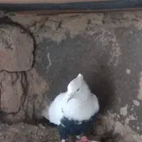 کبوتر رنگی|پرنده|بشاریات, |دیوار