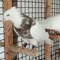 کبوتر قناری طوطی ناب|پرنده|جم, |دیوار