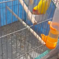 یک جفت طوطی کوتوله