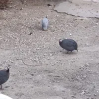 فروش مرغ شاخدار|حیوانات مزرعه|لامرد, |دیوار