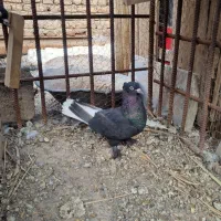 کفتر زاغ دمسفید ماده