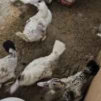 اردک اسرائیلی جوجه|حیوانات مزرعه|کرج, شهرک یاس جنوبی|دیوار