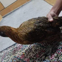 مرغ گلباقلی ریش فول مرغ قهویی هم جوجه خودش بوده|حیوانات مزرعه|بندر دیر, |دیوار