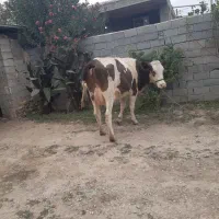 گاو با گوساله