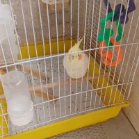 عروس هلندی