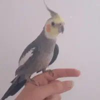 پرنده|پرنده|یاسوج, |دیوار