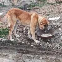 سگ برای گله و نگهبانی خیلی خوب