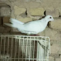 کفتر تکی زاغه و سفید و ساده و سار دم سیا کاکلی|پرنده|بردسکن, |دیوار