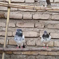 کبوتر کله سبز کاکلی