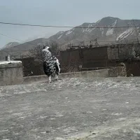 کبوتر