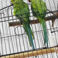 طوطی ملنگو|پرنده|آمل, |دیوار