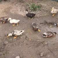 اردک محلی به تعداد زیاد|حیوانات مزرعه|ماسال, |دیوار