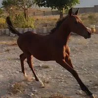 کره نر