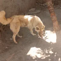 سگ سرابی نر ۱۱ماهه|سگ|خلخال, |دیوار