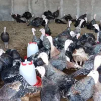 بوقلمون برنز گوشتی محلی