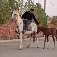 خرید فروش اسب اصیل ترکمن|اسب و تجهیزات اسبسواری|مشهد, میان ولایت|دیوار