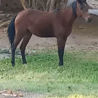 اسب گمشده روستای قنات