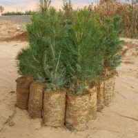 سروشیراز..|گل و گیاه طبیعی|خفر, |دیوار