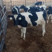 گوساله هلشتاین|حیوانات مزرعه|قنوات, |دیوار