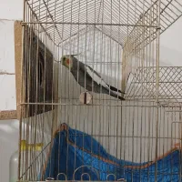 عروس هلندی جفت وجوجه سرلاکی|پرنده|رفسنجان, |دیوار