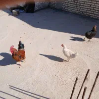 فروش مرغ و خروس