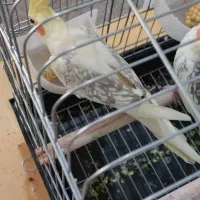 پرورش عروس هلندی