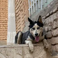 هاسکی ماده|سگ|تربت جام, پاسداران|دیوار