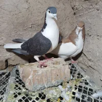 کبوتر شهری|پرنده|مرودشت, بیست متری بیمارستان|دیوار