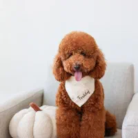 پودل توی|سگ|تهران, شهرک آزمایش|دیوار