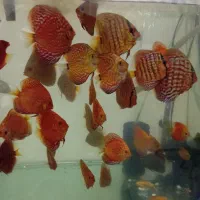 تعدادی  دیسکس