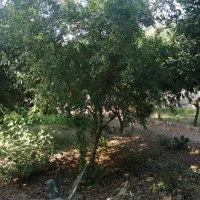 فروش باغ مرکبات در شهر نکا