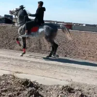 اسب ۷ساله|اسب و تجهیزات اسبسواری|مرند, |دیوار