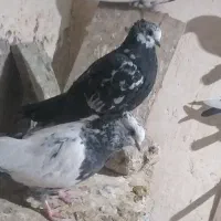 کبوتر کللی وکله چیل|پرنده|ابهر, |دیوار