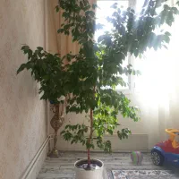 درخت اپارتمانی گل اپارتمانی|گل و گیاه طبیعی|سهند, |دیوار