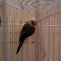 طوطی 1 ساله باهوش