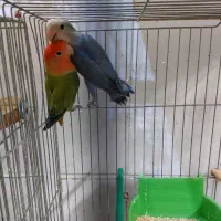 ۷جفت مولد با۴تاجوجه فوری تا۱۲شب|پرنده|اصفهان, شیخ اشراق|دیوار