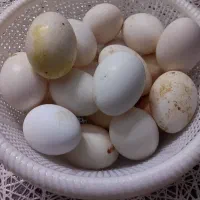 تخم مرغ گلین