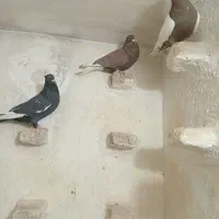 کبوتر|پرنده|جهرم, |دیوار