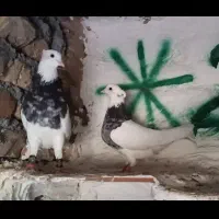 یک جفت طوقی فروشی