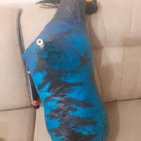 اموزش نی انبان