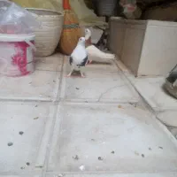 دوعدد کفتر