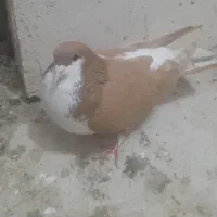 کفتر شصی|پرنده|محمدیه-قزوین, |دیوار