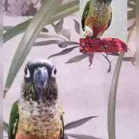 پرنده  گم شده