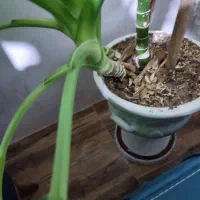 گل دیفن باخیا زیبا سر حال دو متر قد دارد|گل و گیاه طبیعی|قم, امامزاده ابراهیم|دیوار