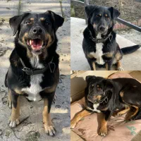 واگذاری رایگان طلا دختر زیبا میکس روتوایلر