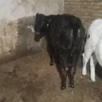 گوساله ماده