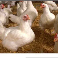 واگذاری-مرغداری-20-هزارتایی